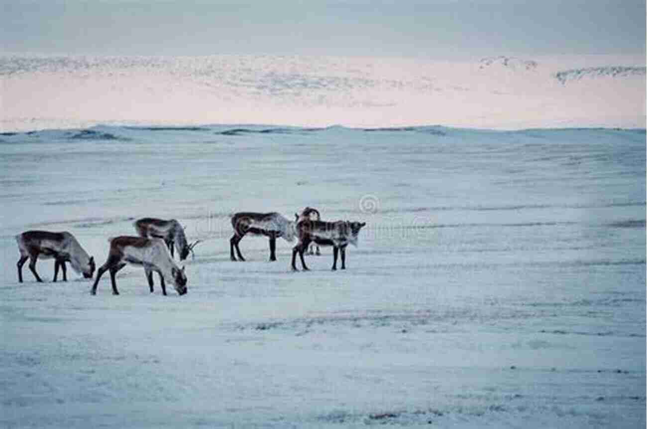 A Charming Icelandic Deer Grazing In The Wilderness Alaska And Animals Photography Photo Book: (Bear Photo Whale Photo Dear Wildlife Animal Photo Iceland Photo Ice Sea Photo Nature Photo) (Geographic 6)