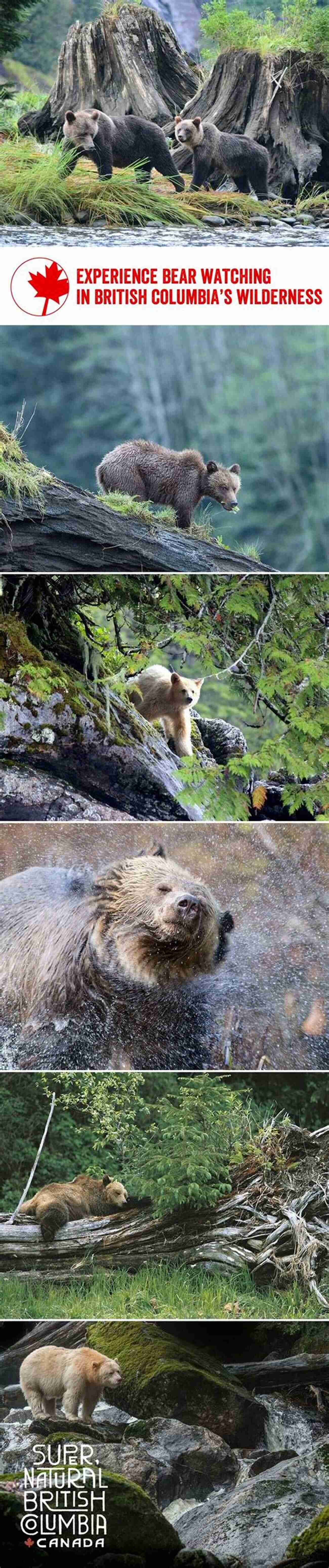 A Majestic Bear Roaming The Icelandic Wilderness Alaska And Animals Photography Photo Book: (Bear Photo Whale Photo Dear Wildlife Animal Photo Iceland Photo Ice Sea Photo Nature Photo) (Geographic 6)