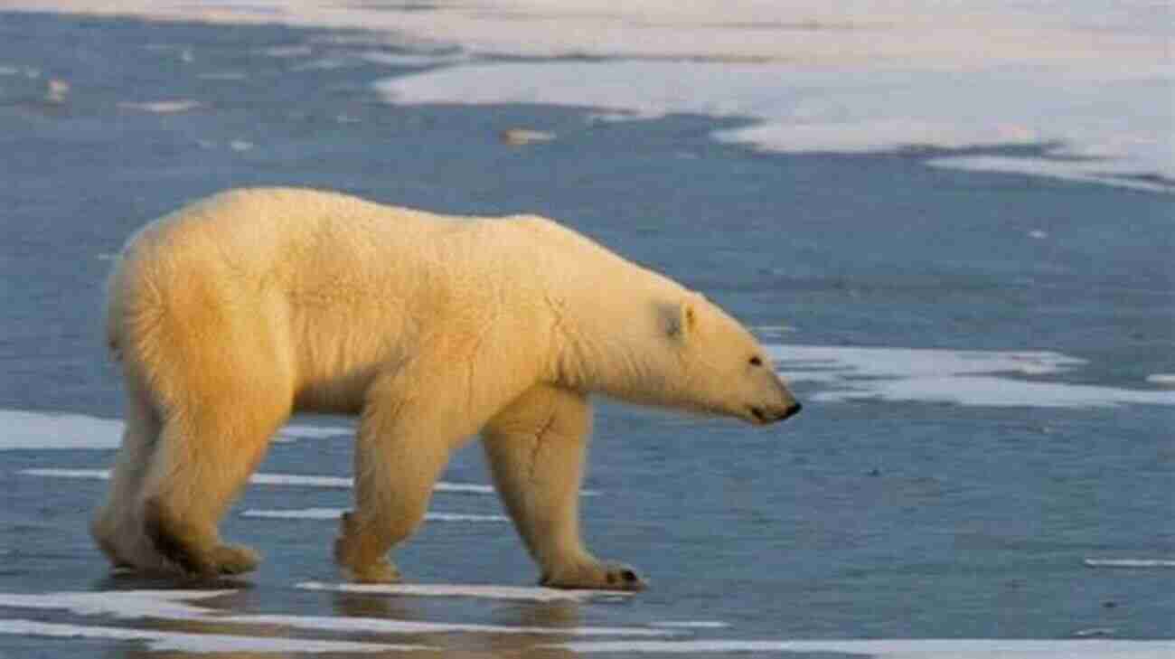 A Majestic Icelandic Bear In Its Natural Habitat Alaska And Animals Photography Photo Book: (Bear Photo Whale Photo Dear Wildlife Animal Photo Iceland Photo Ice Sea Photo Nature Photo) (Geographic 6)