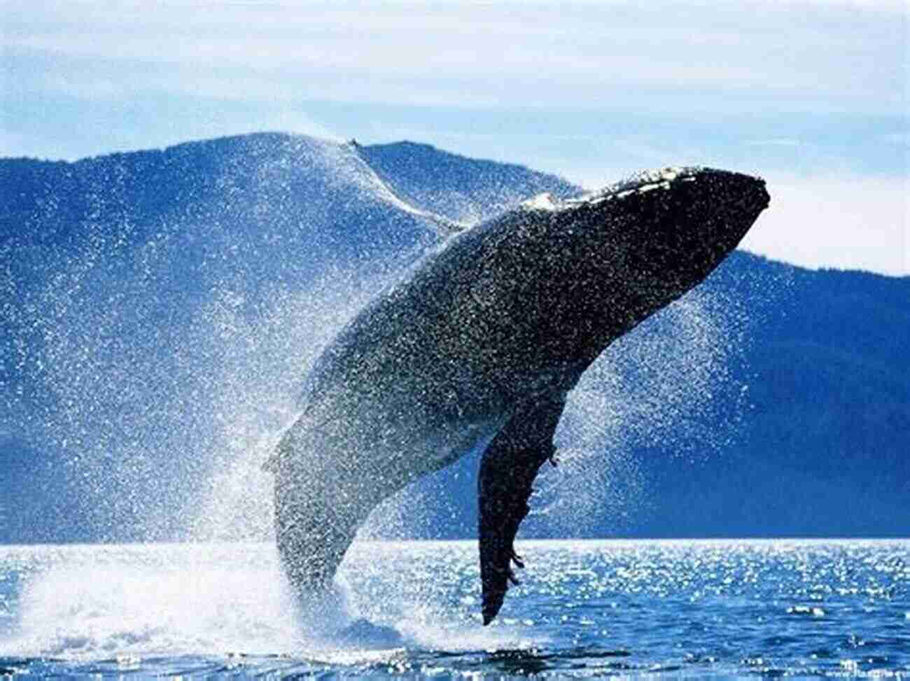 A Stunning Icelandic Whale In The Deep Blue Sea Alaska And Animals Photography Photo Book: (Bear Photo Whale Photo Dear Wildlife Animal Photo Iceland Photo Ice Sea Photo Nature Photo) (Geographic 6)