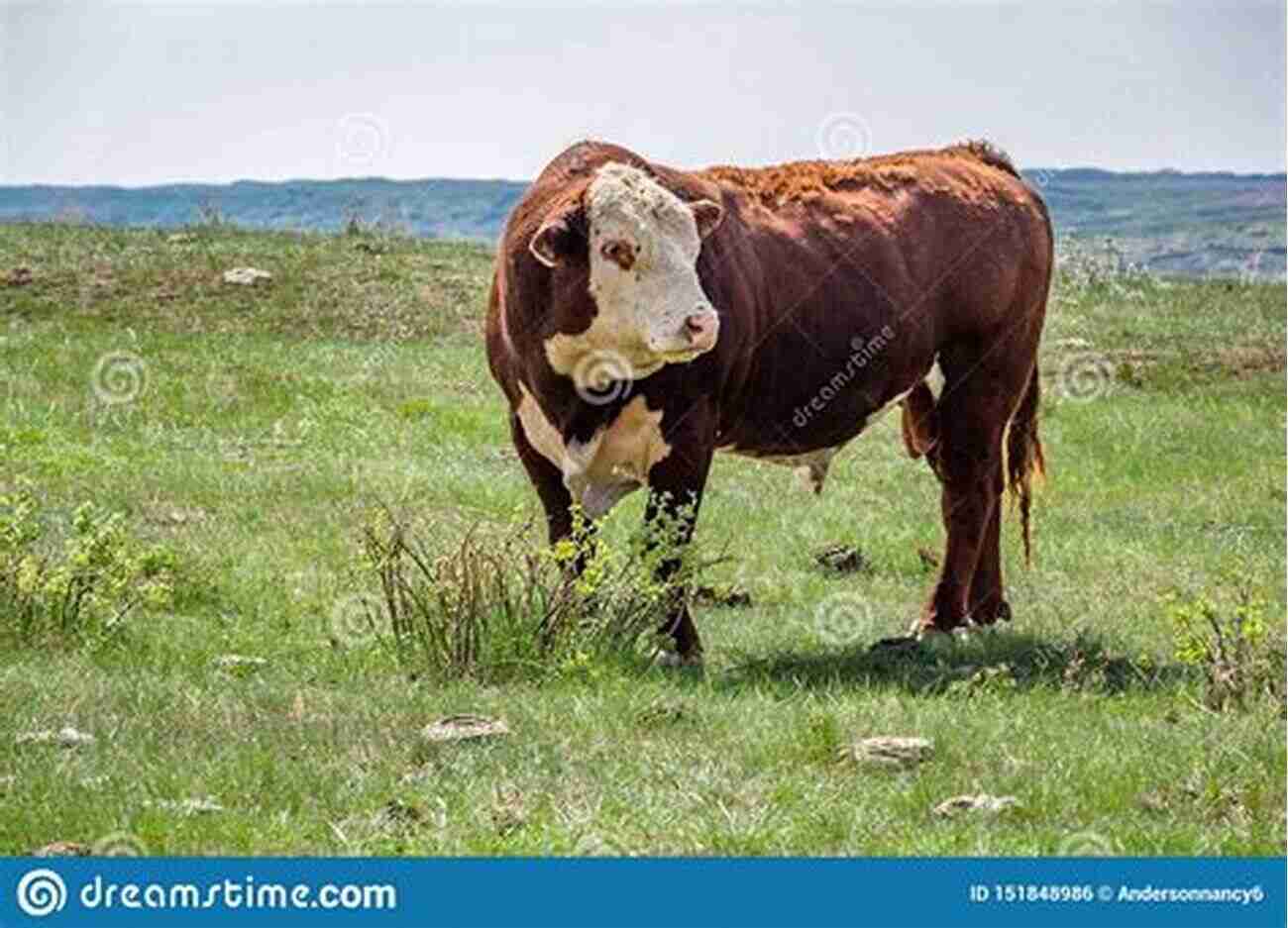 A Beautiful Hereford Bull Standing Proudly In A Pasture Choosing A Breed Of Cattle: 5 Needs And 40 Breeds For Selecting Cattle That Fit Your Purpose (Practical Country Living)