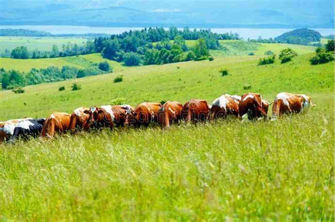 A Beautiful Herd Of Cattle Grazing In A Green Pasture Choosing A Breed Of Cattle: 5 Needs And 40 Breeds For Selecting Cattle That Fit Your Purpose (Practical Country Living)