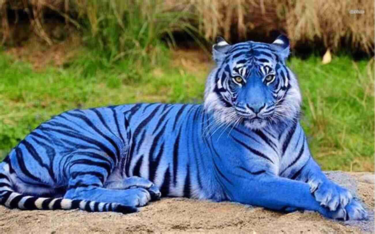 A Close Up Of A Majestic Tiger, One Of The Endangered Species Protected Through Conservation Efforts Wildlife And Natural Resource Management