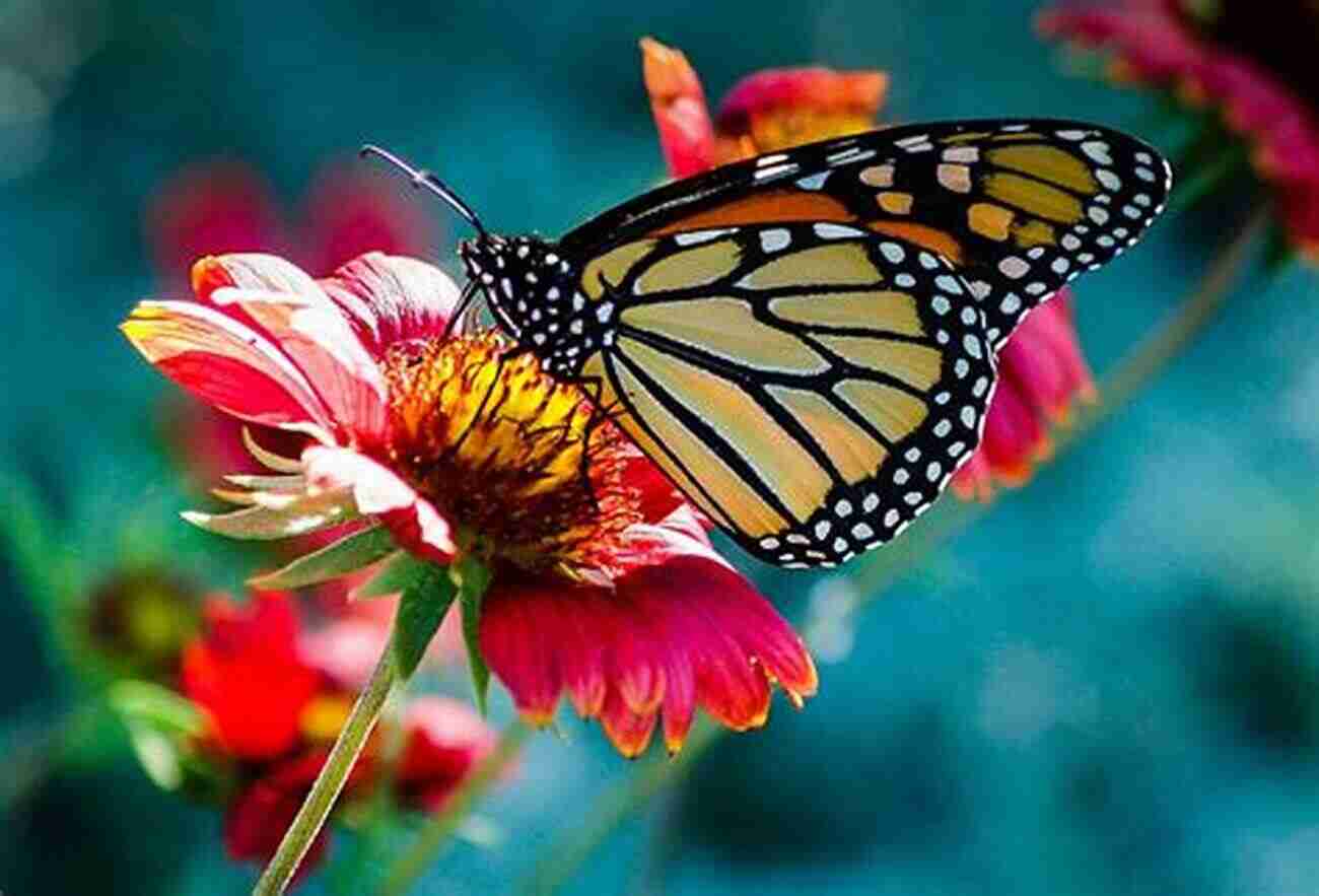 A Colorful Butterfly Perched On A Flower, Be Mesmerized By The Vibrant Spectacle Of Insects In The Air. A Life In The Air