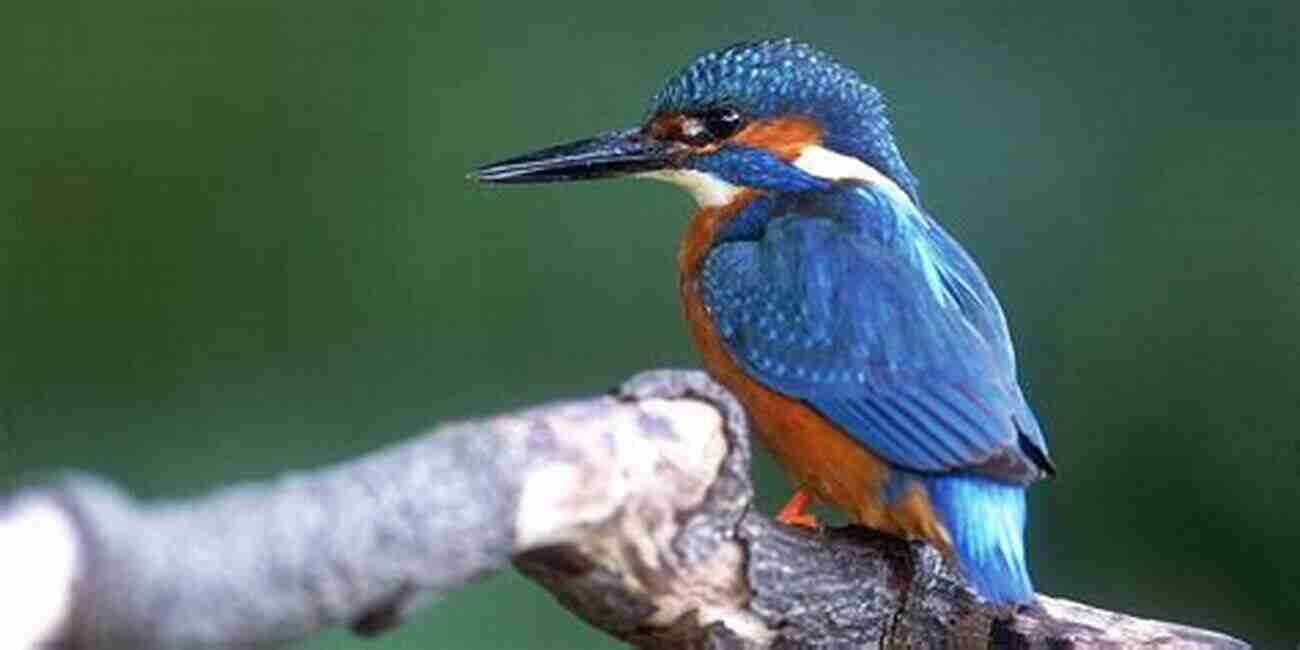 A Dazzling Kingfisher Perched On A Branch Near The Water The World S Most Beautiful Birds Animal For Toddlers Children S Animal