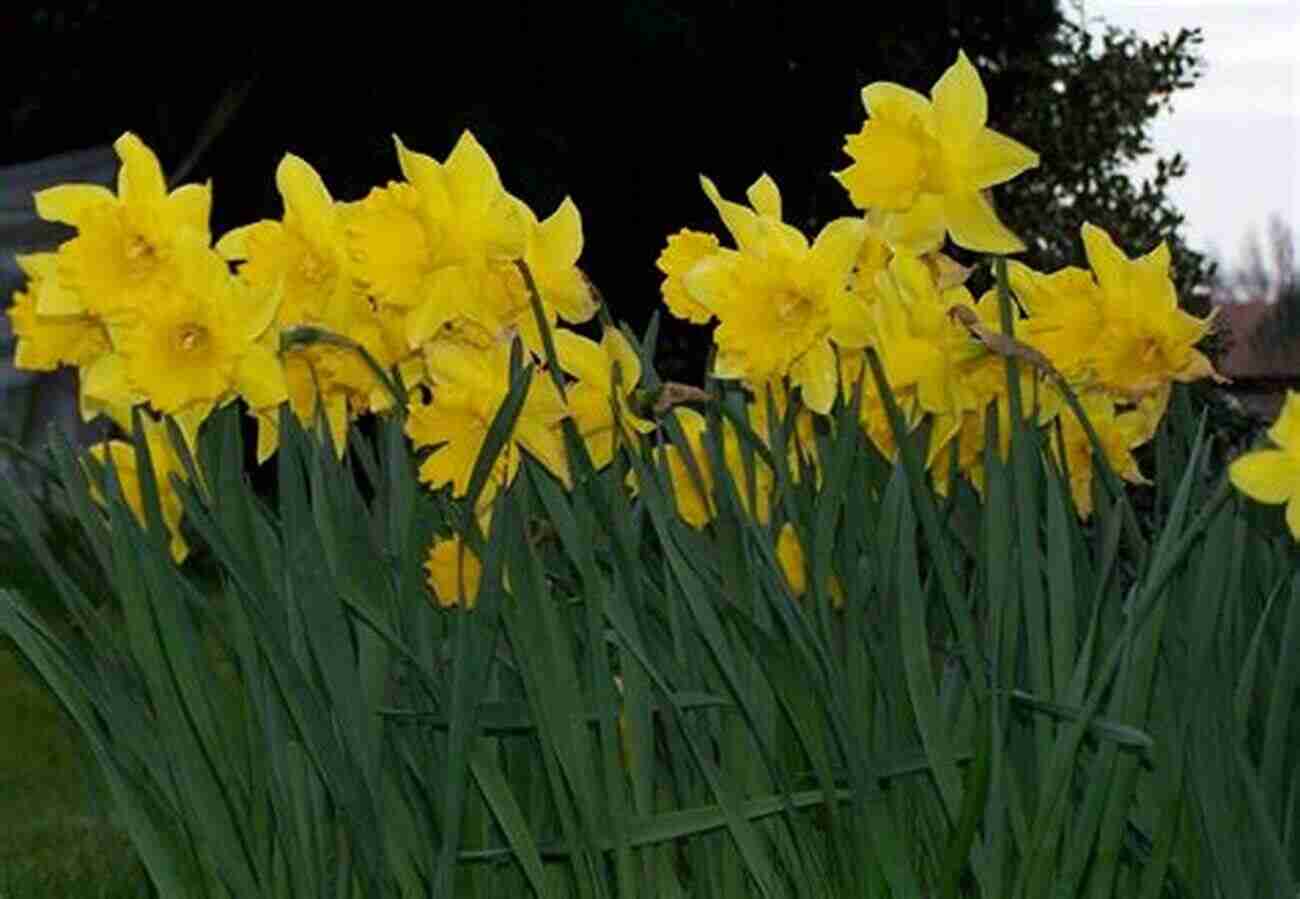 A Field Of Yellow Daffodils Dancing Blissfully In The Breeze. Off By Heart: Poems For Children To Learn Remember And Perform