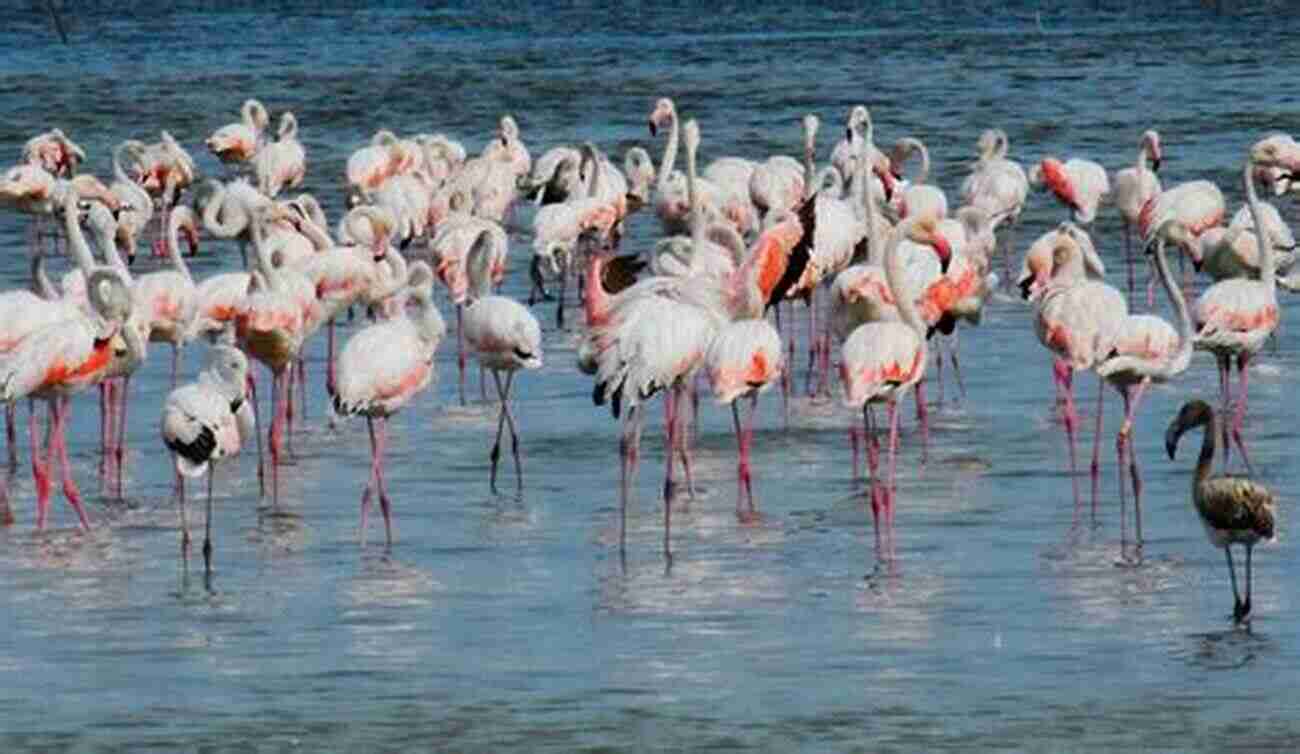 A Flock Of Majestic Flamingos Standing In Shallow Water The World S Most Beautiful Birds Animal For Toddlers Children S Animal