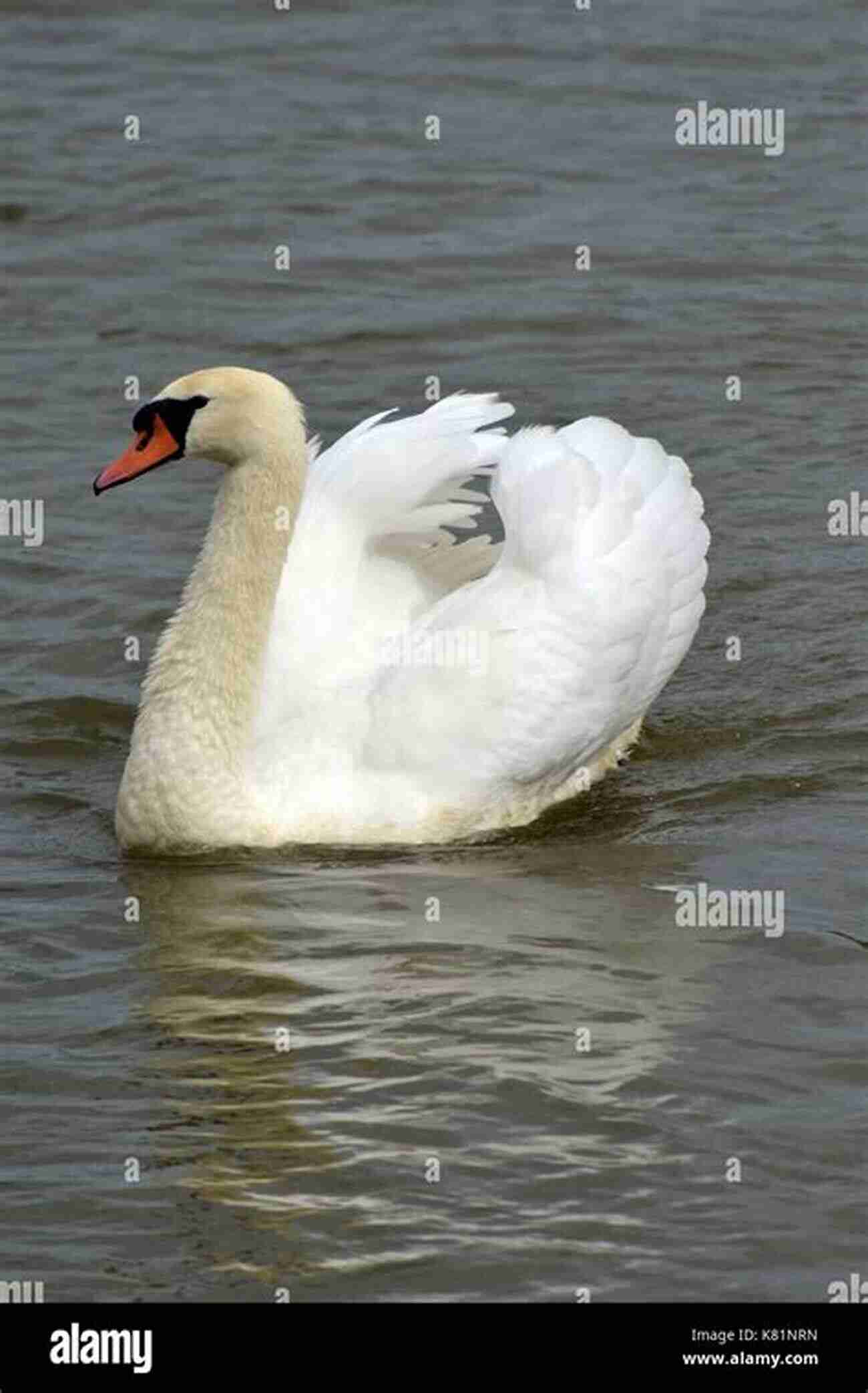 A Graceful Swan Gliding Across The Water The World S Most Beautiful Birds Animal For Toddlers Children S Animal