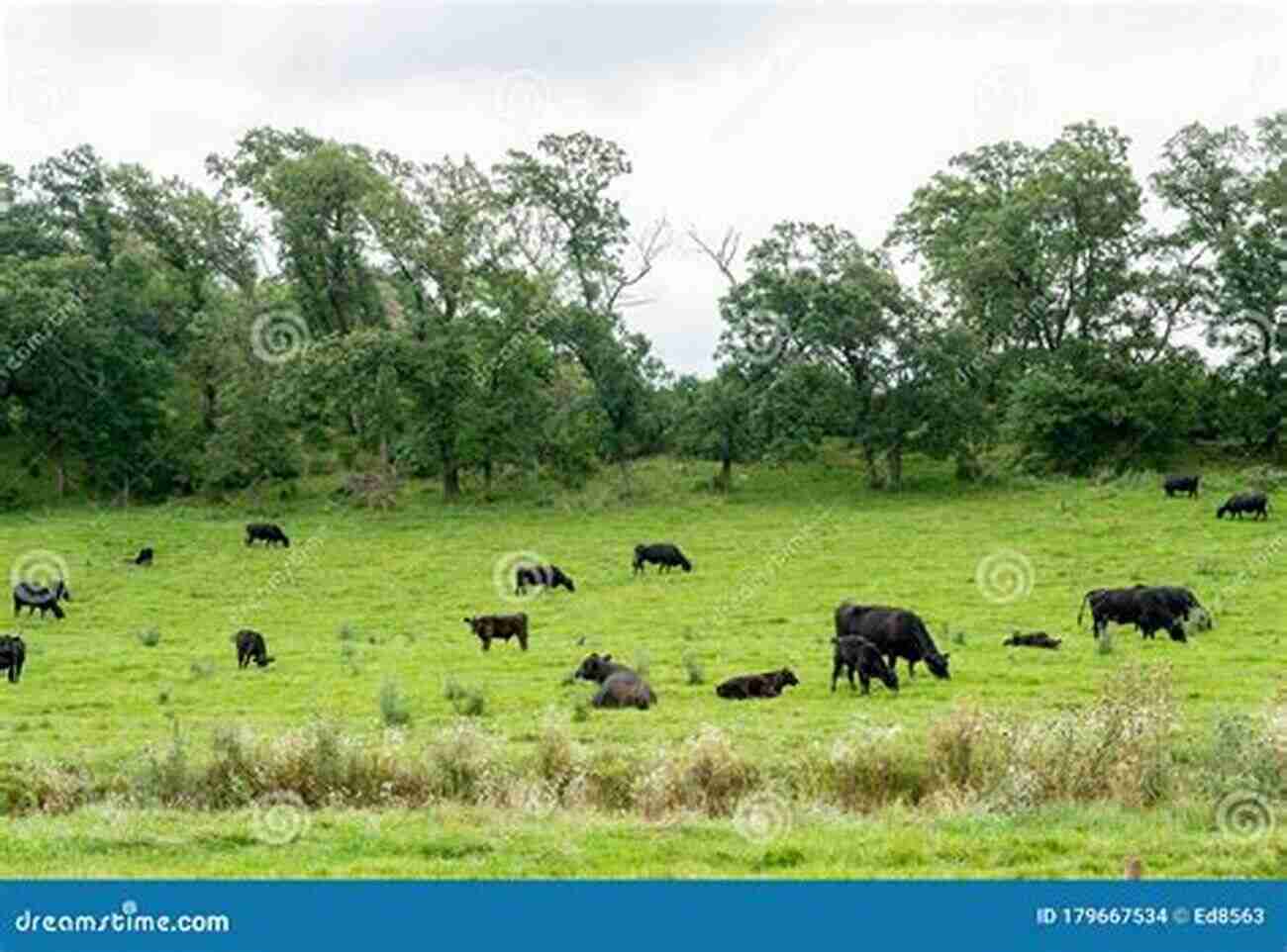 A Group Of Angus Cattle Peacefully Grazing In A Field Choosing A Breed Of Cattle: 5 Needs And 40 Breeds For Selecting Cattle That Fit Your Purpose (Practical Country Living)