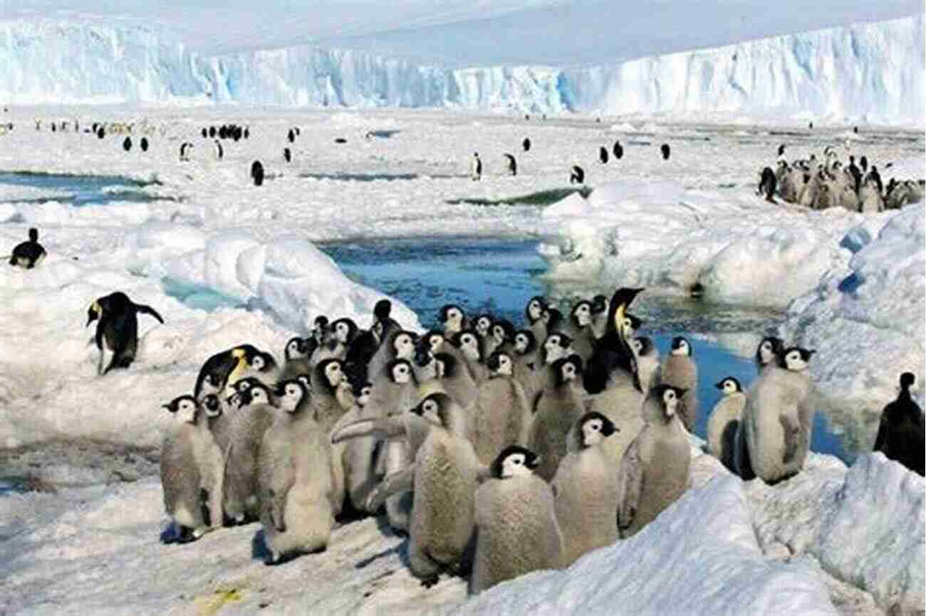 A Group Of Adorable Penguin Poets Gathered On The Icy Cliffs, Gazing At The Vast Ocean, Ready To Capture Their Thoughts In Exquisite Verses Lives Of The Animals (Penguin Poets)