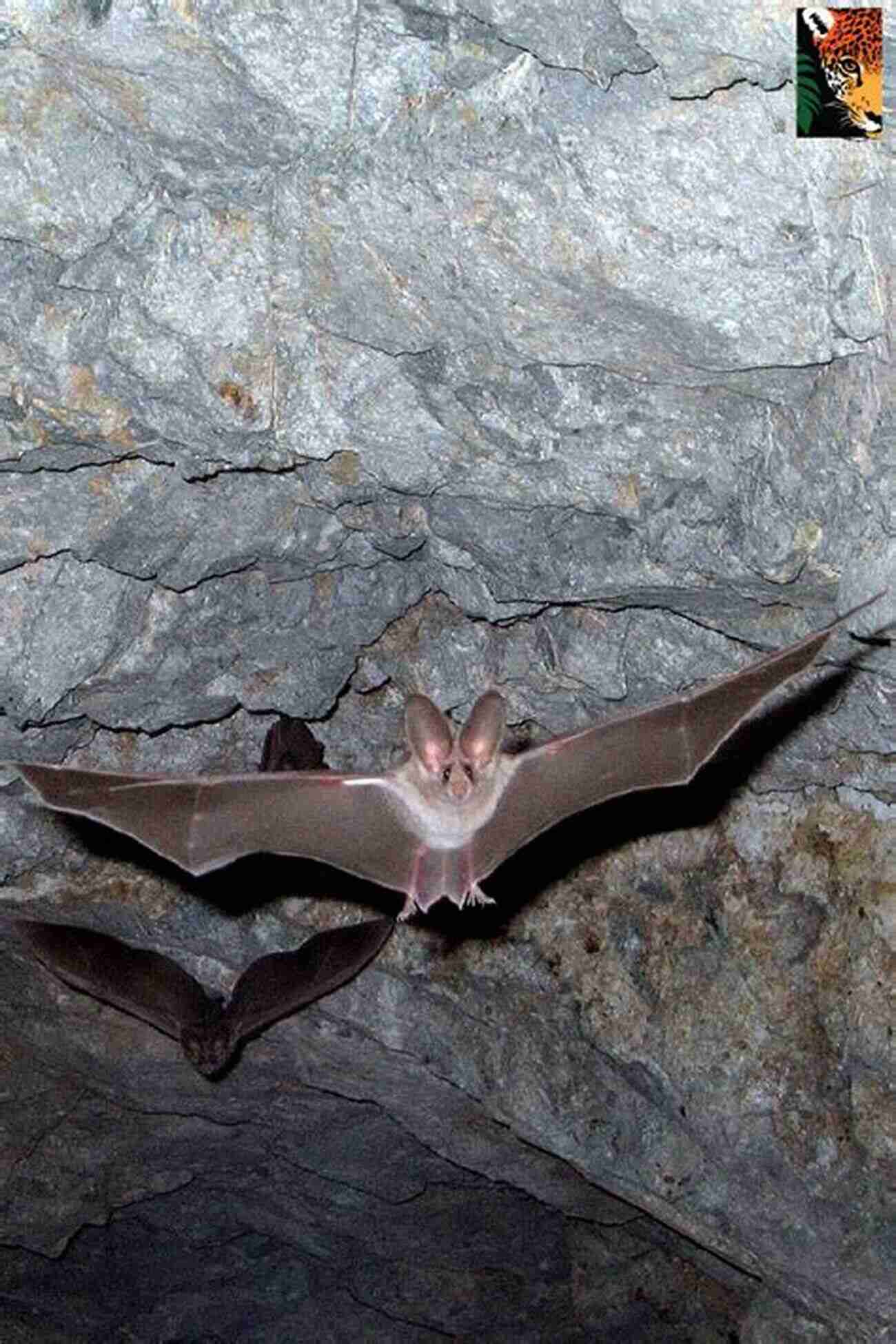 A Group Of Bats Gracefully Gliding Through The Night Sky, Showcasing The Unlikely Charm Of Airborne Mammals. A Life In The Air