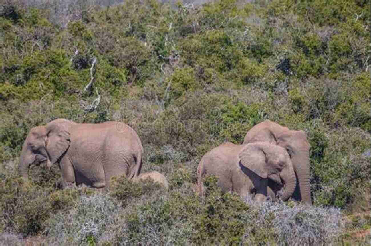 A Group Of Majestic Elephants Roam Freely In The African Savannah Once Up On A Time On The State Of Africa: White Life Matter