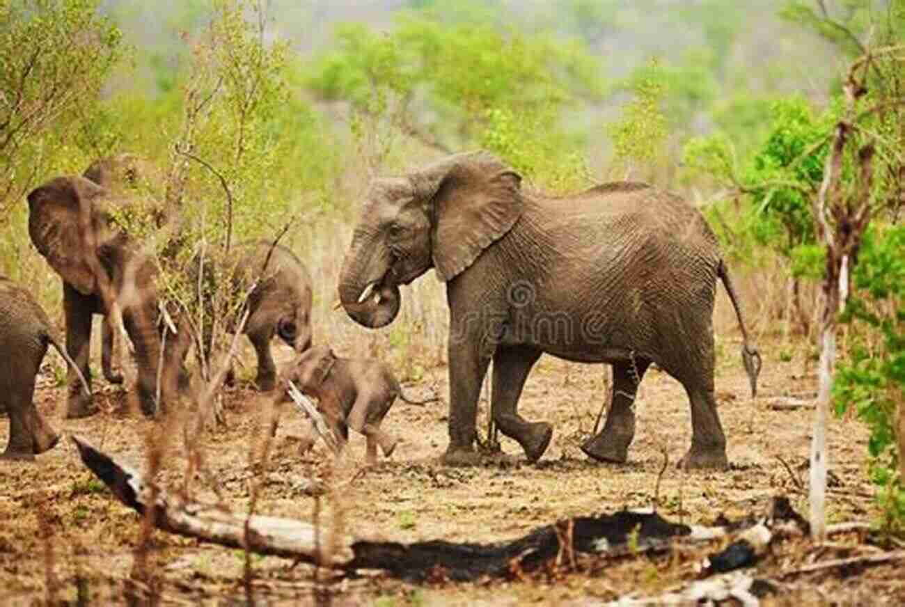 A Group Of Tourists Admiring A Herd Of Elephants In Their Natural Habitat Wildlife And Natural Resource Management