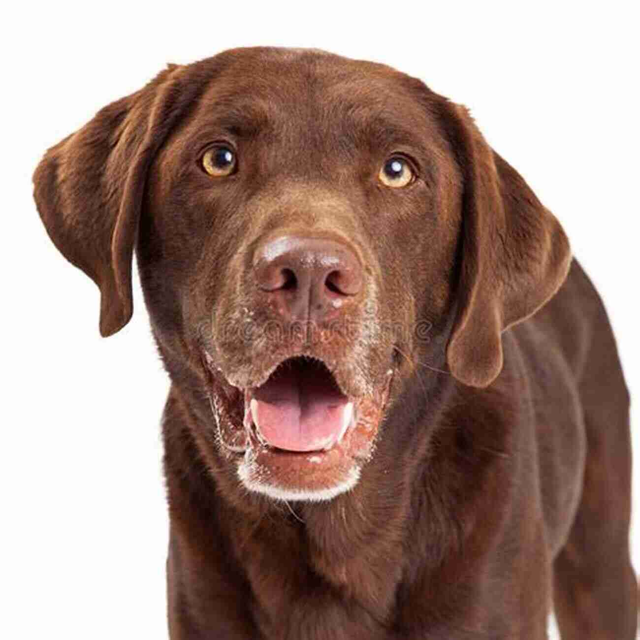 A Happy Chocolate Labrador Upward Dog: Seven Secrets From My Chocolate Lab For Having An Awesome Life