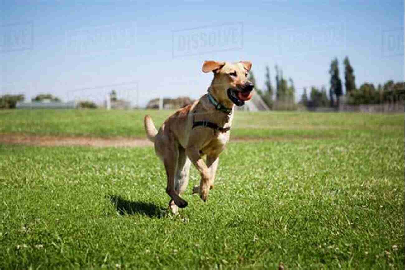 A Joyful Dog Running In A Sunny Field The Hedgehog: An Owner S Guide To A Happy Healthy Pet