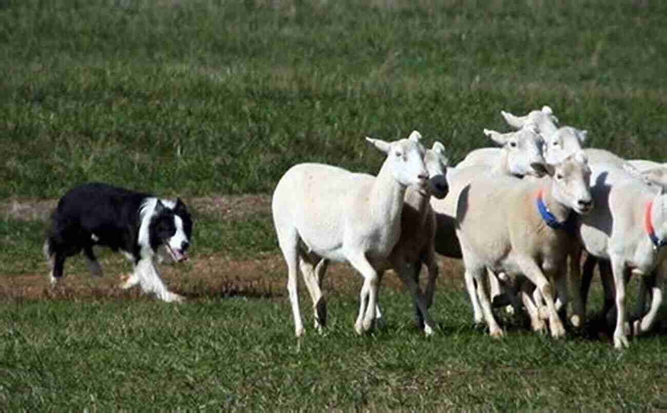 A Loyal Stock Dog Herding A Group Of Sheep Through A Beautiful Green Pasture Jack Knox: Learning Life S Lessons With Stock Dogs