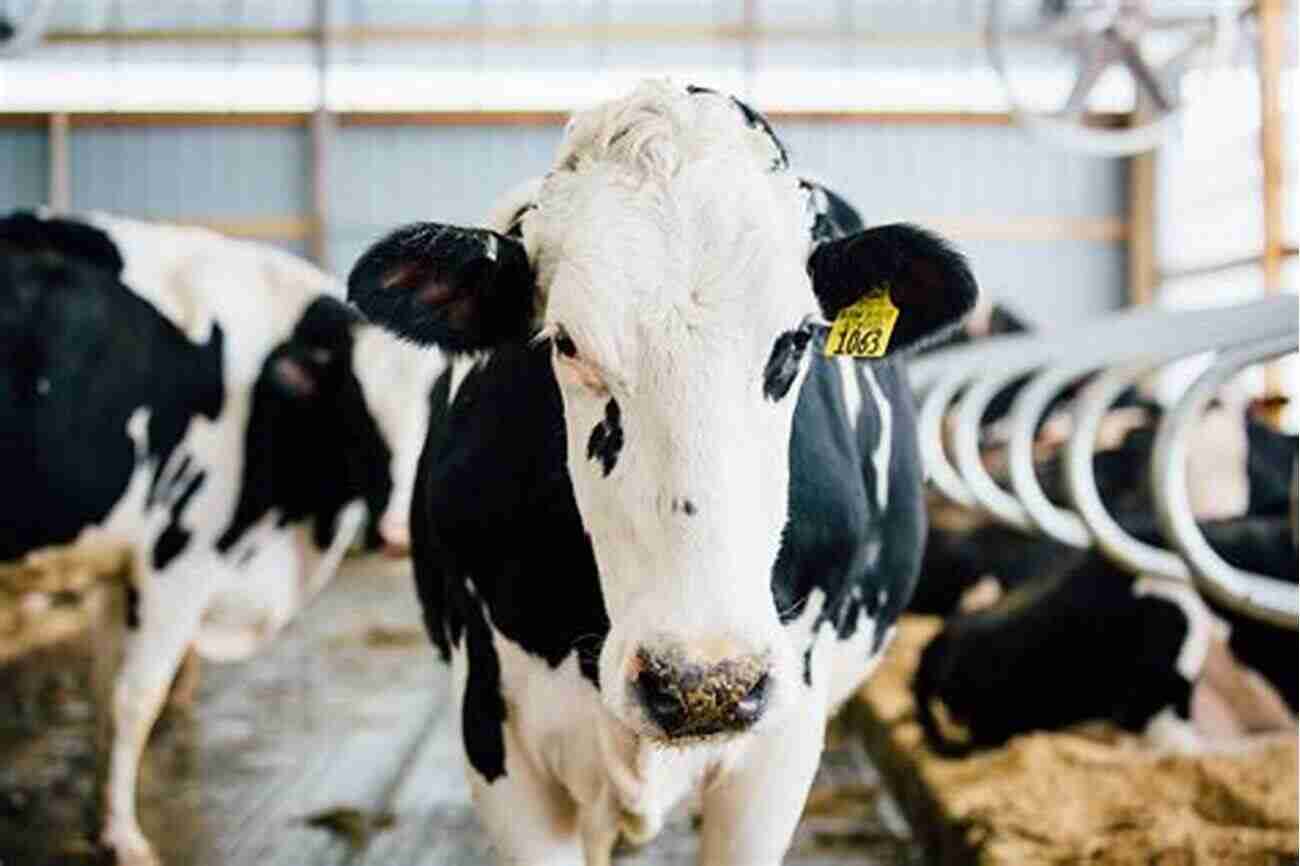 A Magnificent Holstein Cow Standing In A Barn Choosing A Breed Of Cattle: 5 Needs And 40 Breeds For Selecting Cattle That Fit Your Purpose (Practical Country Living)