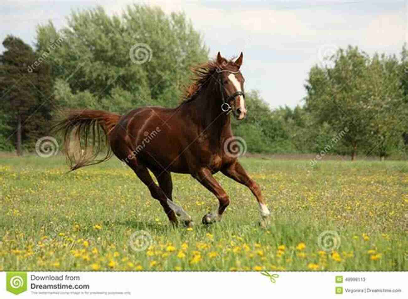 A Majestic Chestnut Horse Galloping In A Meadow The Horse Who Changed My Life: My Serendipitous Journey Through Equus