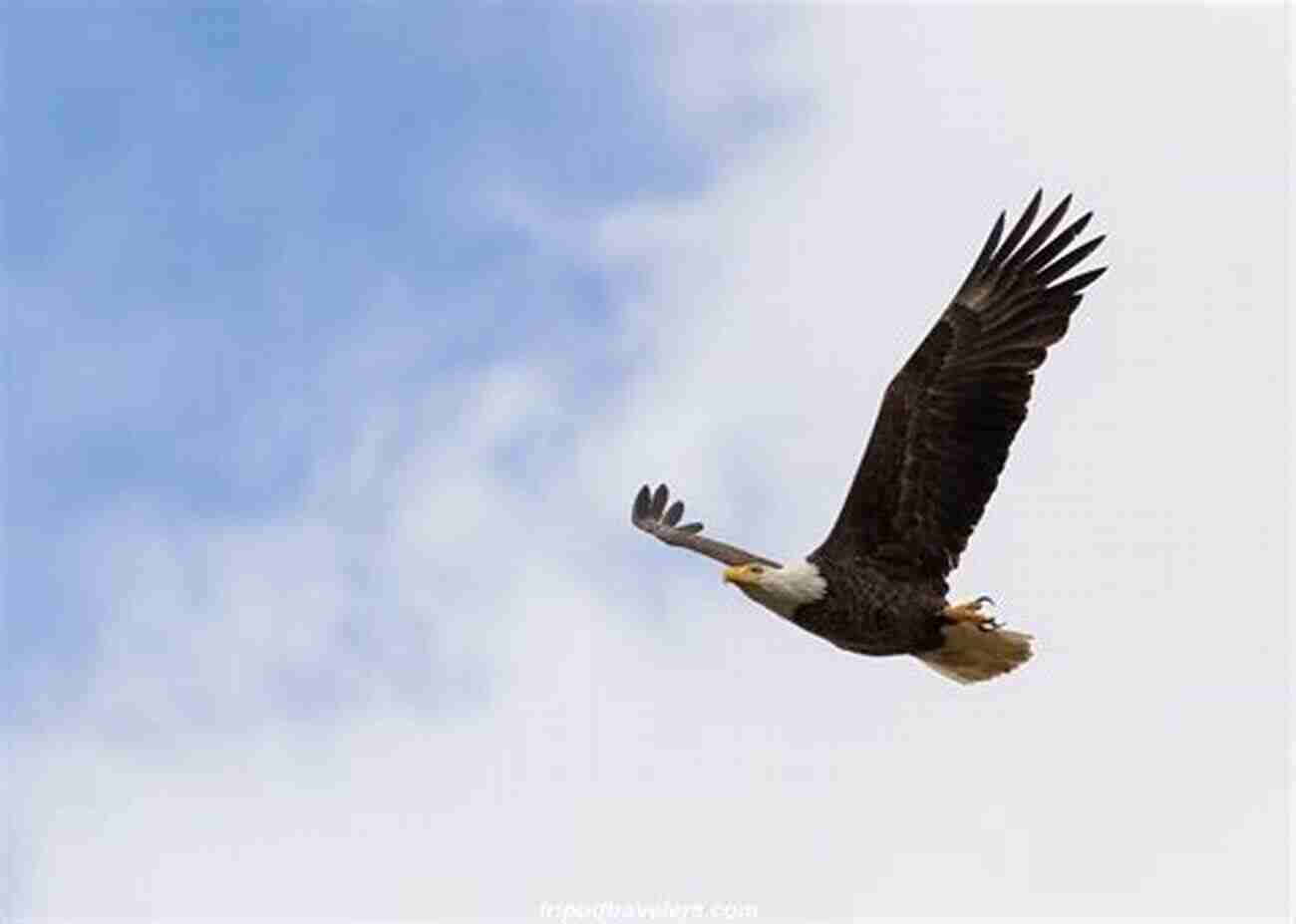 A Majestic Eagle Soaring Through The Clear Blue Sky, A Symbol Of Freedom And Grace. A Life In The Air