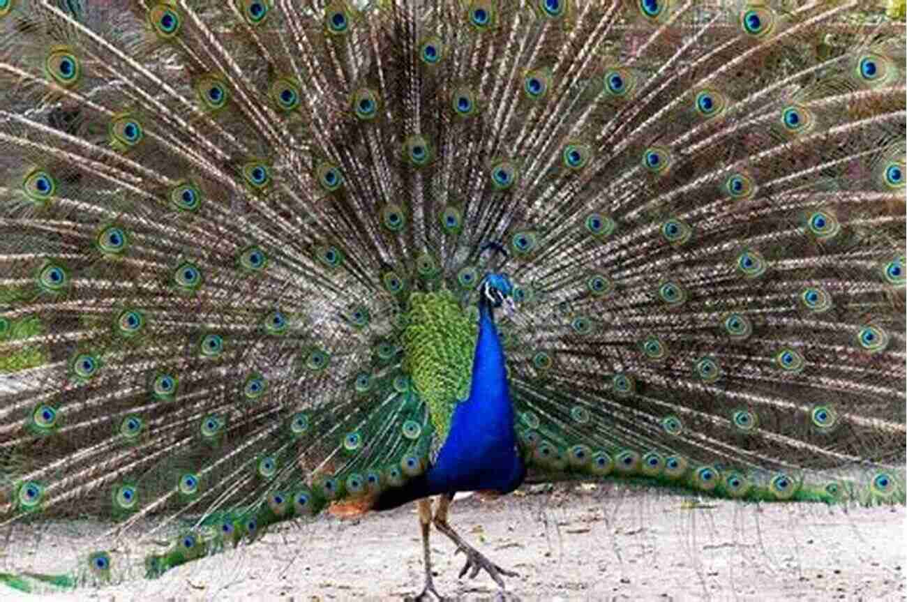 A Majestic Peacock Spreading Its Colorful Feathers The World S Most Beautiful Birds Animal For Toddlers Children S Animal