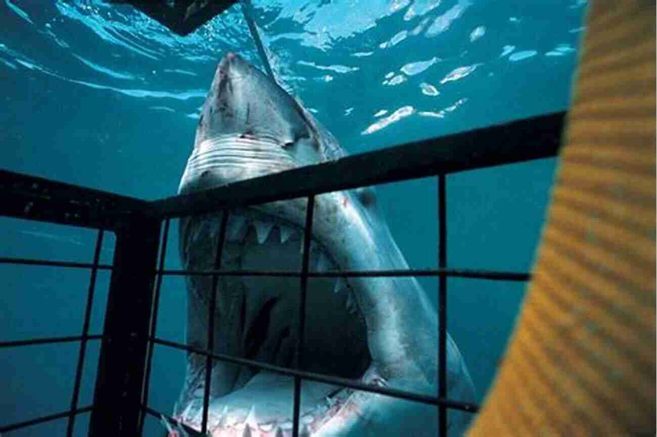 A Person Inside A Shark Cage, With A Great White Shark Swimming Nearby Seven Days In Cape Town