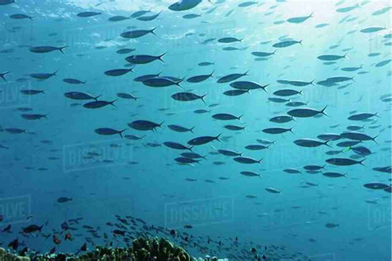 A School Of Vibrant Tropical Fish Swimming In Clear Blue Waters Fantastic Fish Tales Mark Heinz