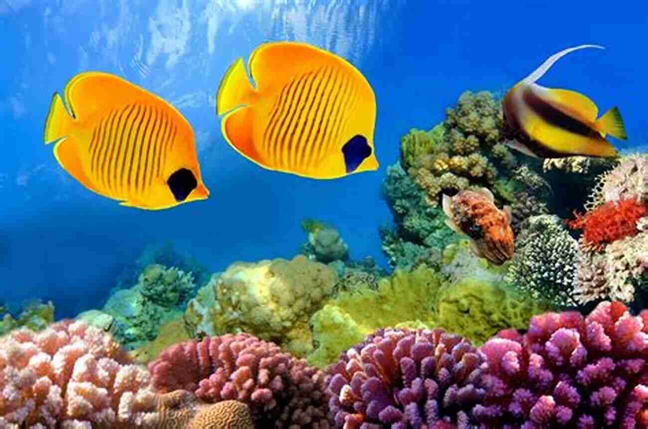 A Stunning Underwater Shot Of A Coral Reef Teeming With Tropical Fish 101 Questions About The Seashore Sy Barlowe