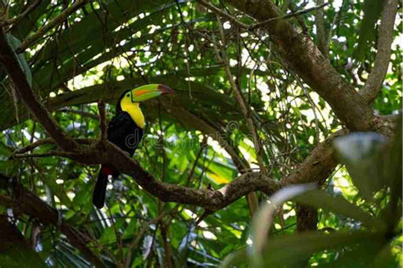 A Vibrant Toucan Perched On A Branch The World S Most Beautiful Birds Animal For Toddlers Children S Animal