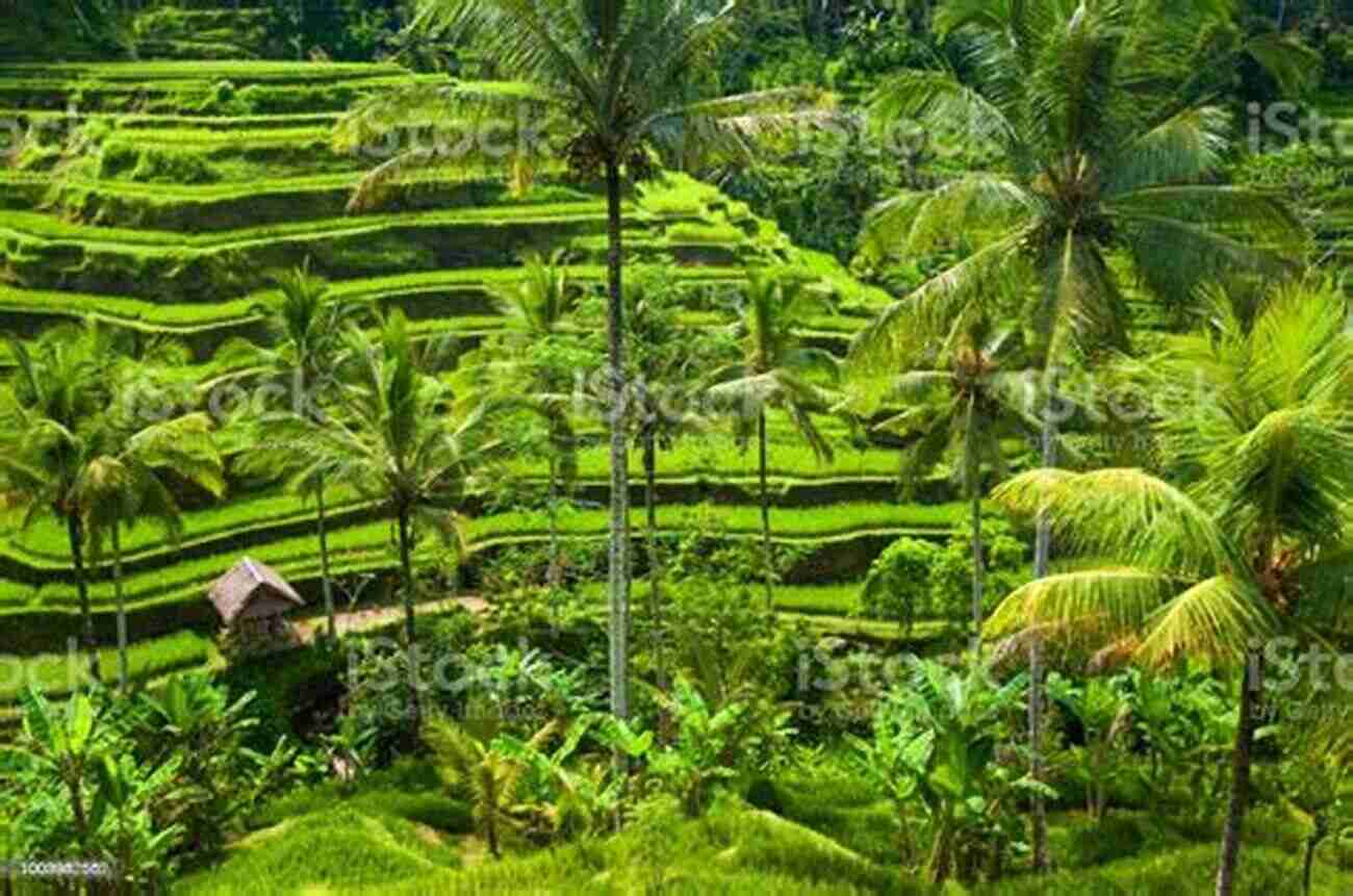 A View Of Lush Green Rice Fields In Ubud, Bali A Portrait Of Bali And Lombok