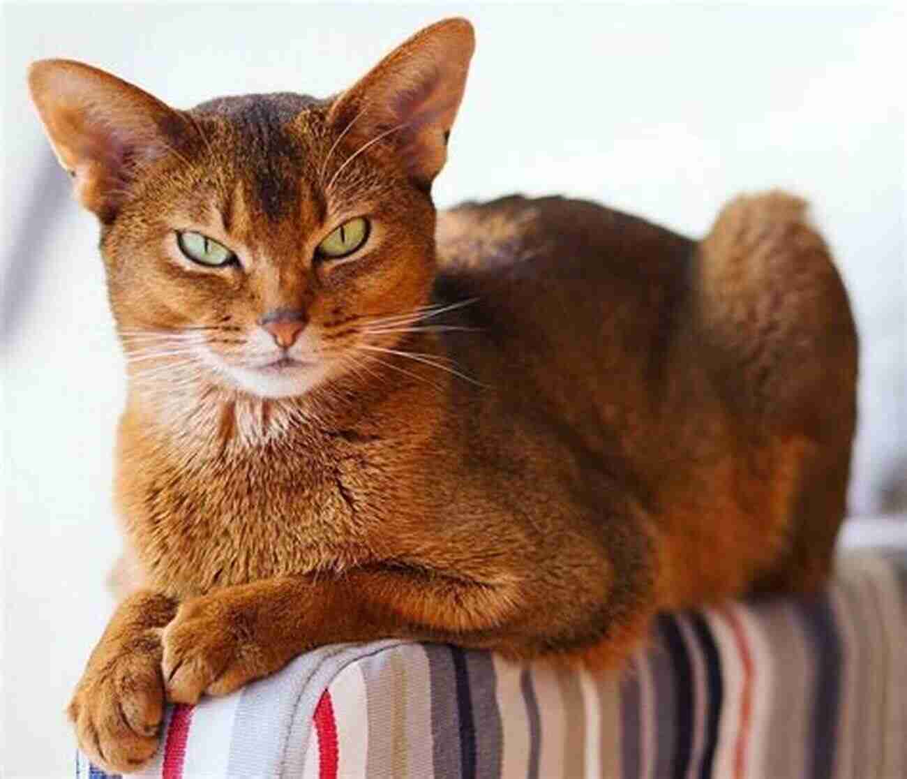 Abyssinian Cat Breed Ancient And Playful Interesting Facts About The Most Popular Cat Breeds (Magnificent Animal Series)