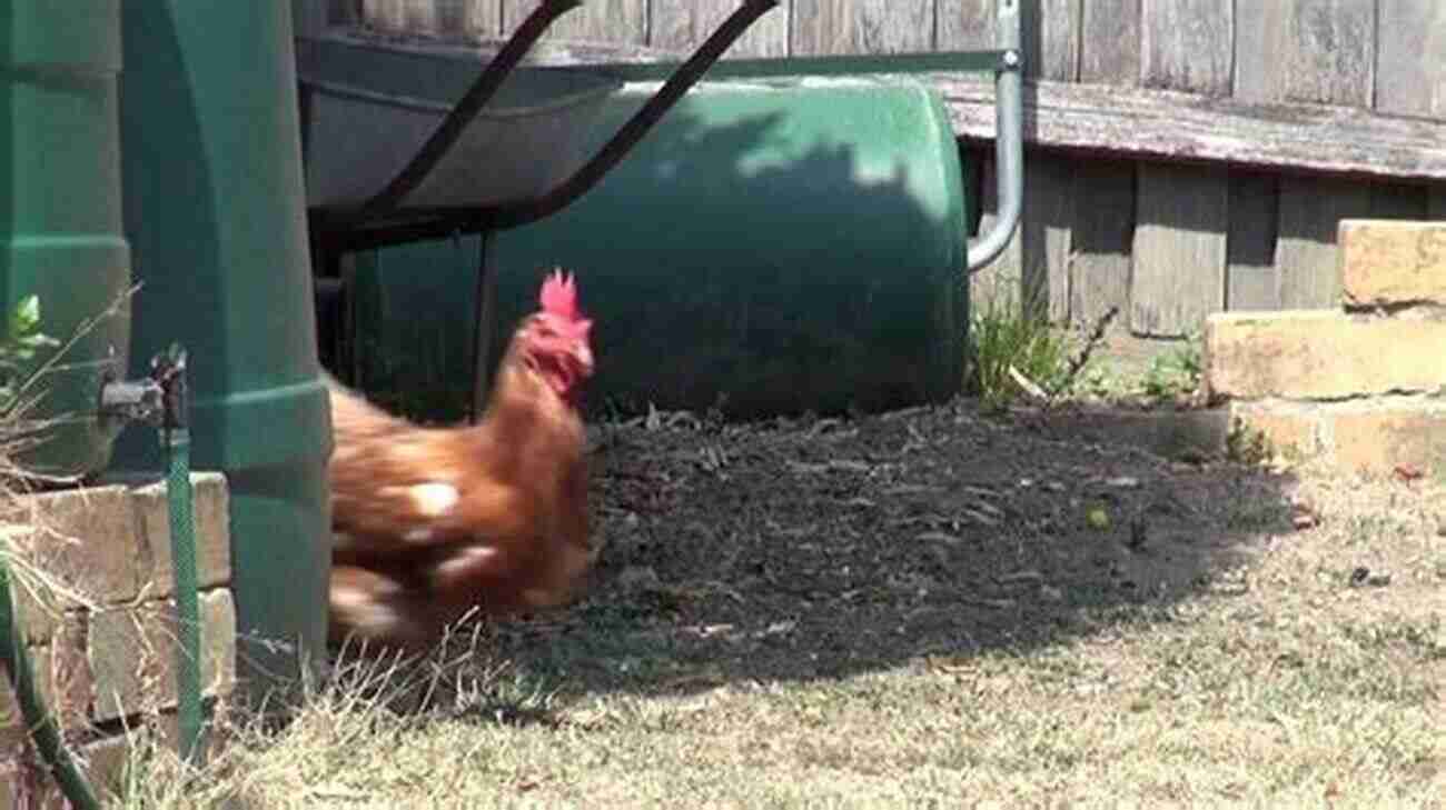 Adorable Baby Chickens Running Freely On An Indiana Farm Farm Story: Coming Out Of Indiana