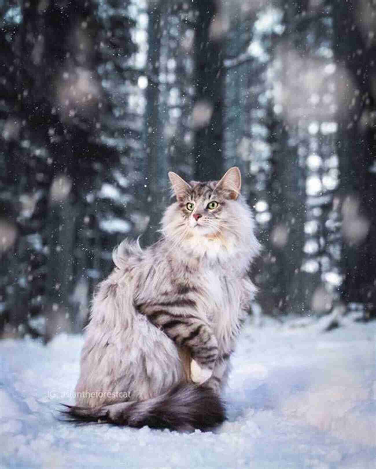 Adorable Norwegian Forest Cat Posing In The Snow Norwegian Forest Cats: Everything You Need To Know About Norwegian Forest Cats: The Complete Guide To Norwegian Forest Cats