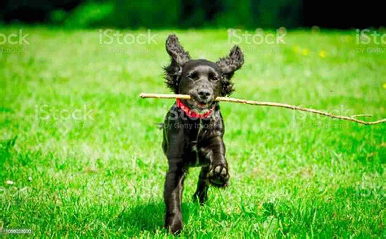 Adorable Puppy With Floppy Ears Playing In The Grass How To Train Your Puppy For Kids: Step By Step Training Guide Tips And Tricks To Raise Your Puppy In Fun And Easy Ways