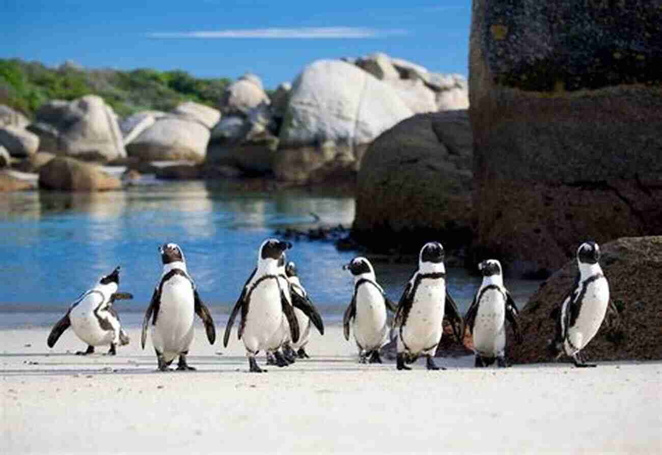 African Penguins At Boulders Beach In Cape Town Seven Days In Cape Town