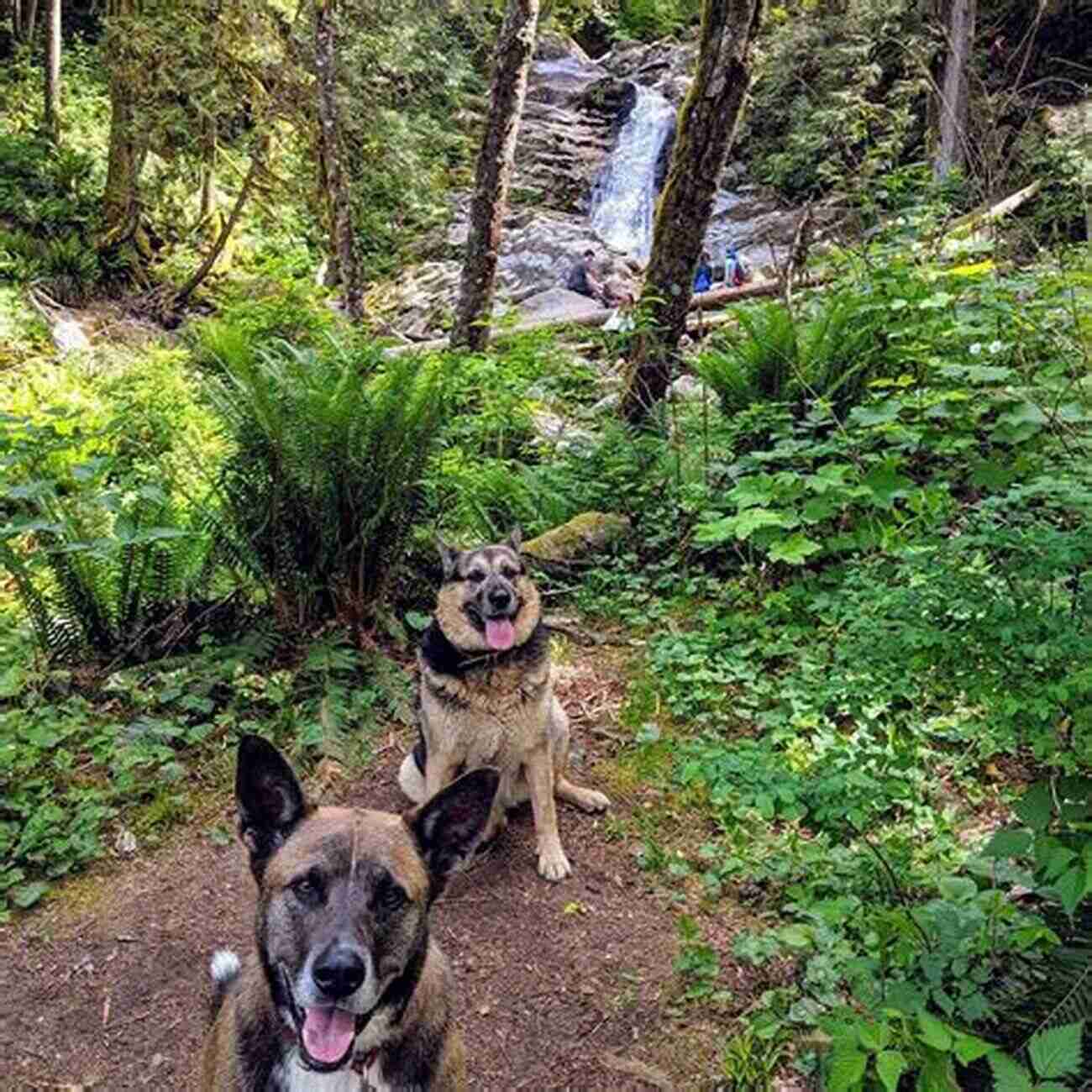 Amazing Dog Hiking Trails In Utah Best Dog Hikes Utah Nathan Ryder