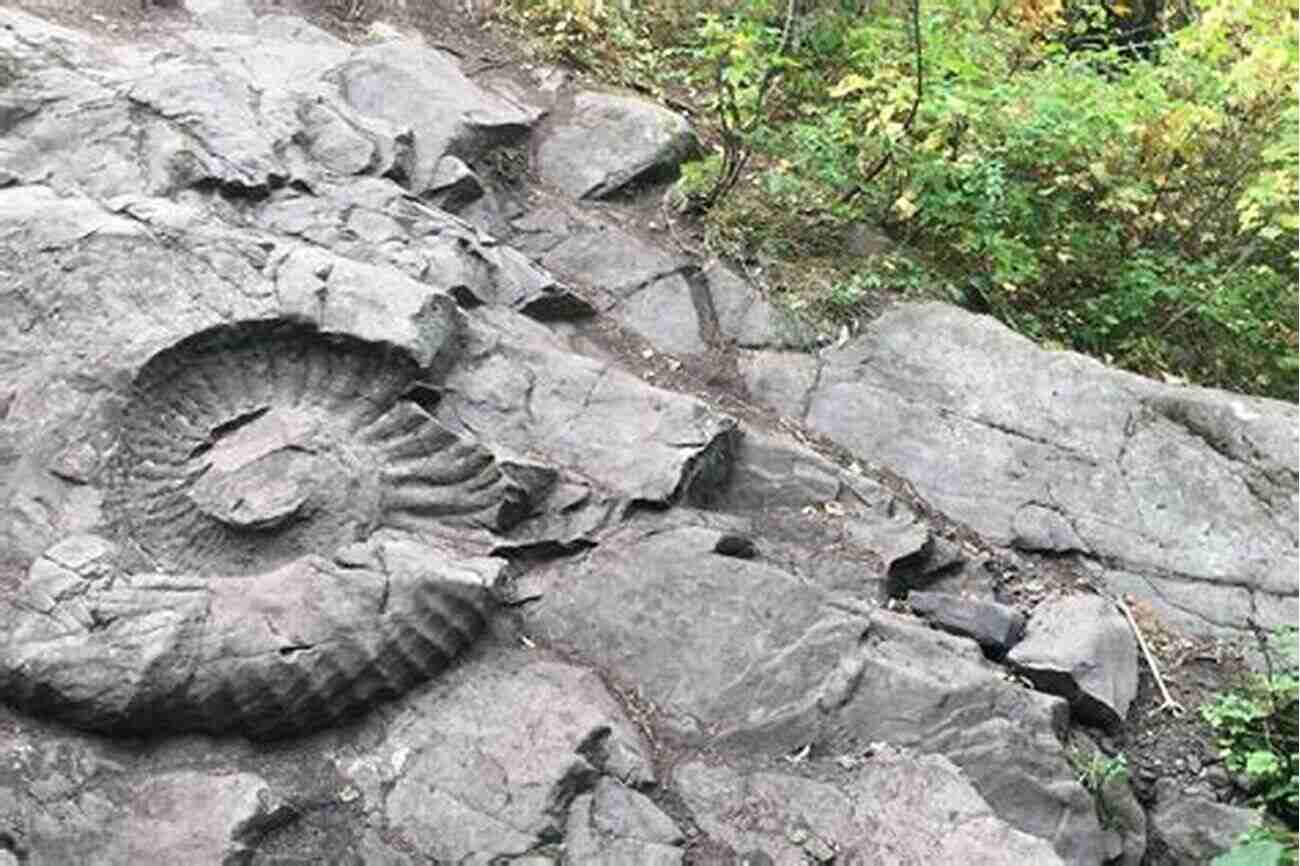 Ammonite Fossil In The Tennessee Valley Fossil Identification Guide For The Tennessee Valley Part 2