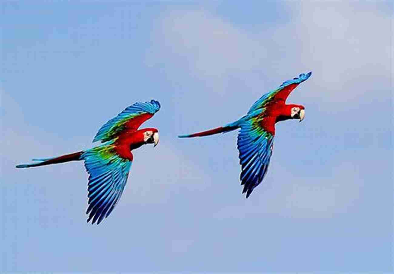 Be Captivated By The Vibrant Colors Of Scarlet Macaws In Flight Birds Of Costa Rica (Magnificent Animal Series)