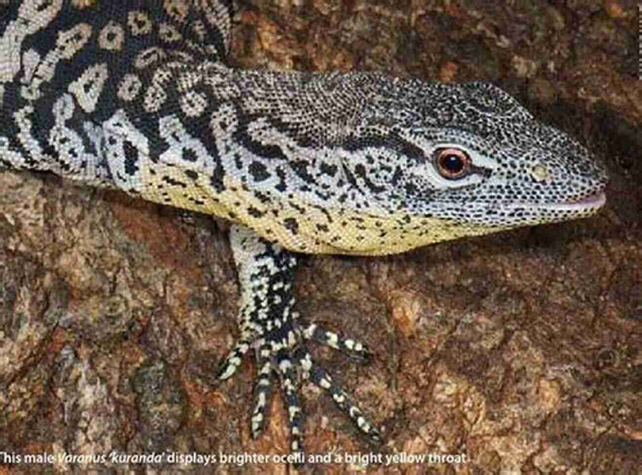 Beautiful Australian Monitors In Captivity A Guide To Australian Monitors In Captivity