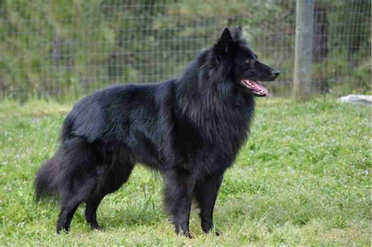 Beautiful Belgian Sheepdog With Sleek Black Fur And Alert Expression Belgian Sheepdog As Pet : The Ultimate Guide On How To Care Costs Feeding Grooming Health And Training For Belgian Sheepdog