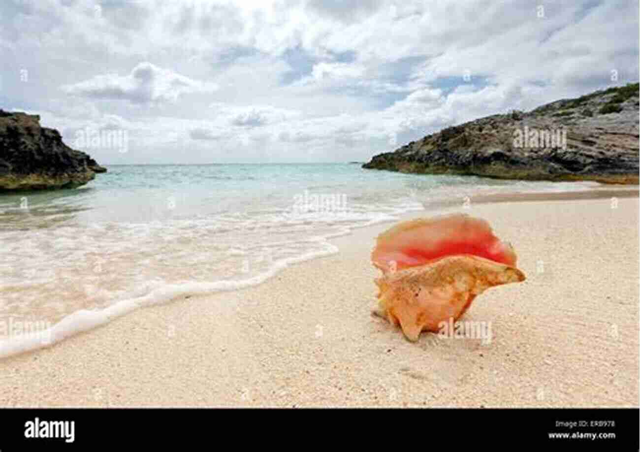 Beautiful Queen Conch Shell On A Sandy Beach Queen Conch Conservation: Why We Should Save The Queen Conch