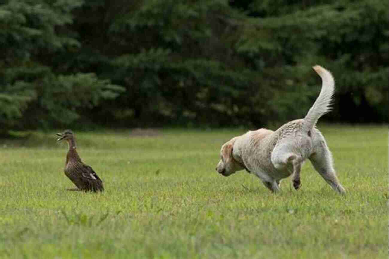 Beautiful Retriever Dog Chasing A Duck In A Picturesque Field Afield: American Writers On Bird Dogs