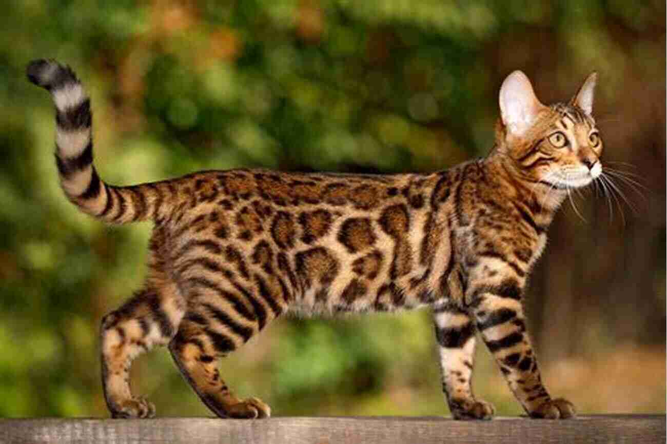 Bengal Cat Breed Wild And Playful Interesting Facts About The Most Popular Cat Breeds (Magnificent Animal Series)