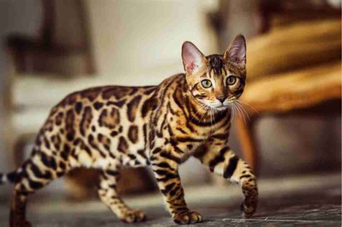 Bengal Mix Cat Breed Exotic And Unique Interesting Facts About The Most Popular Cat Breeds (Magnificent Animal Series)