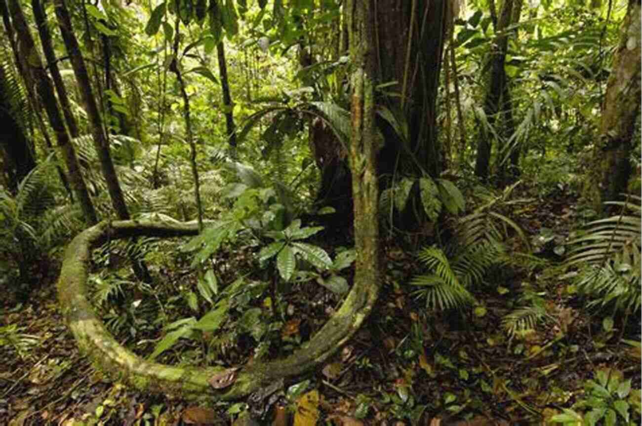 Biodiversity In The Rainforest The Empirical Observations Of Algernon