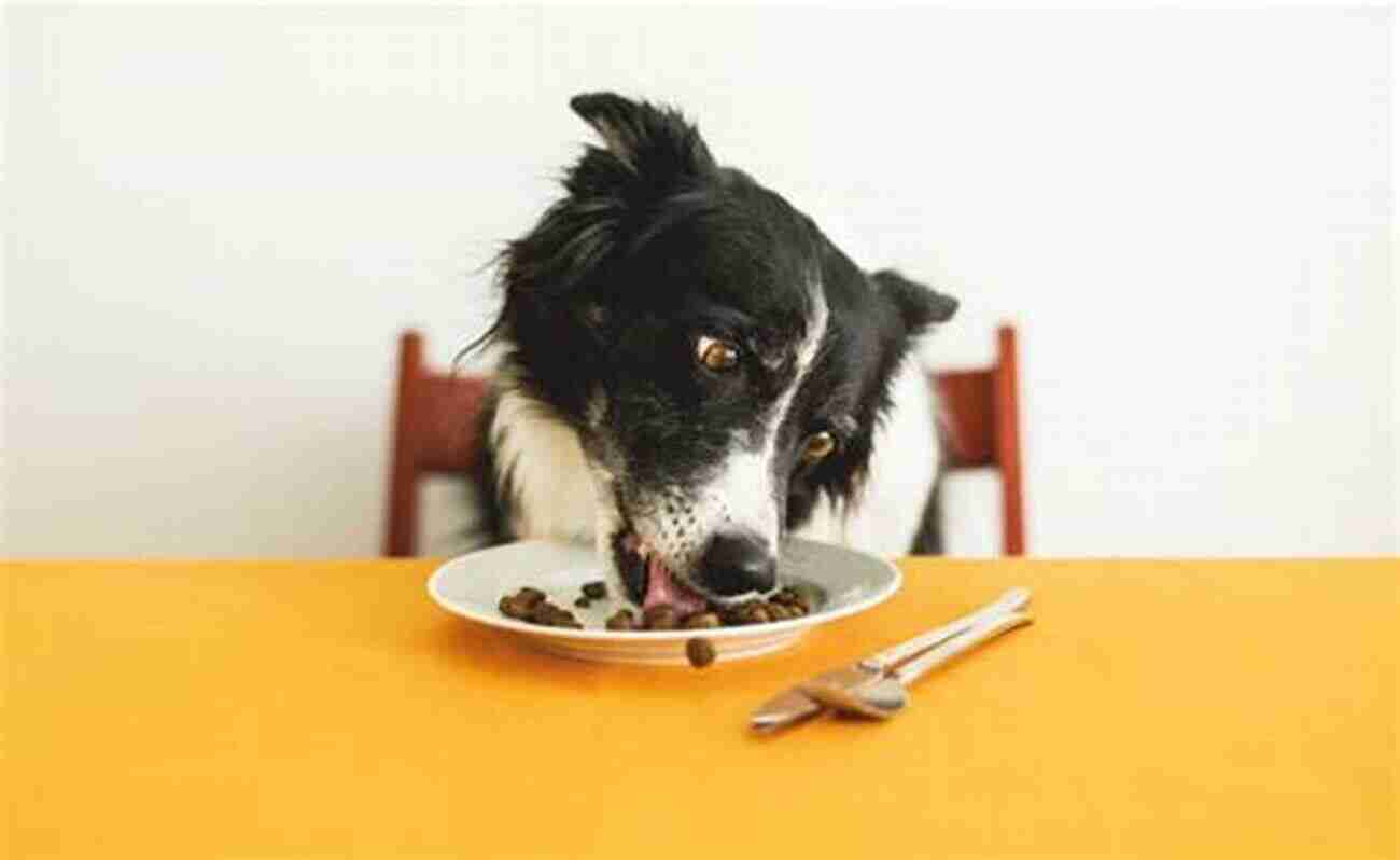 Border Collie Eating Healthy Food Border Collie Training Vol 3 Taking Care Of Your Border Collie: Nutrition Common Diseases And General Care Of Your Border Collie