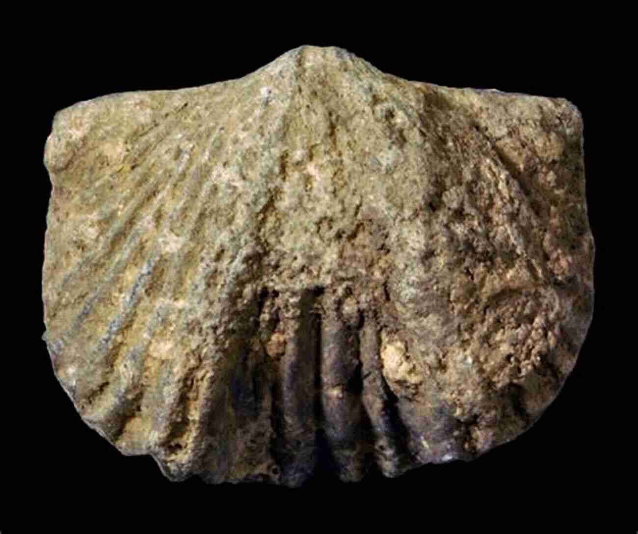 Brachiopod Fossil In The Tennessee Valley Fossil Identification Guide For The Tennessee Valley Part 2