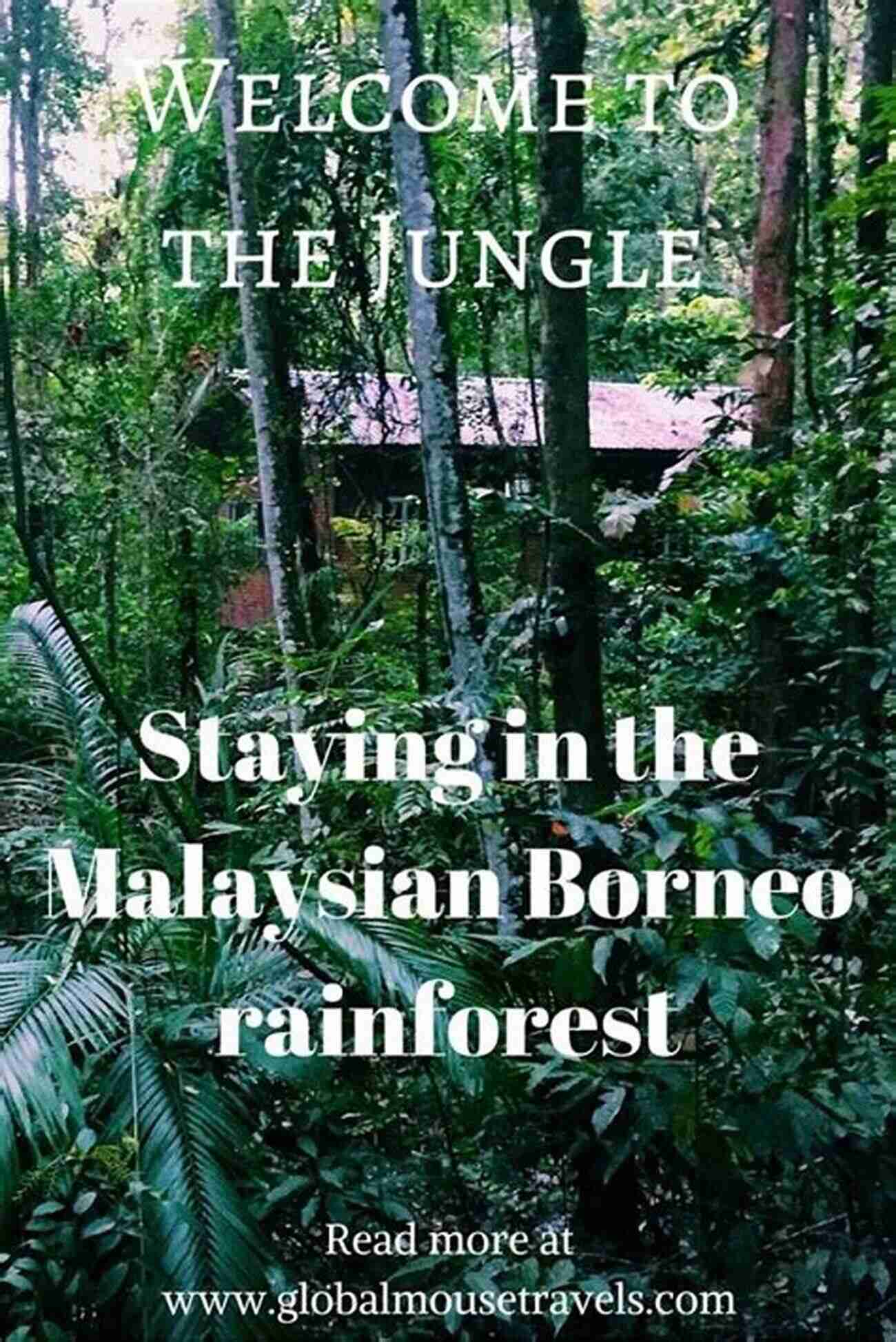 Breathtaking Borneo Rainforest Immerse In The Wonders Of Nature! Finding Eden: A Journey Into The Heart Of Borneo