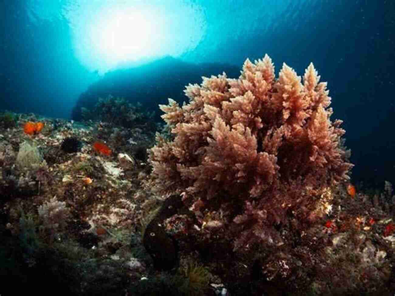 Bright Red Algae Covering Submerged Rocks Seaweeds: A Color Coded Illustrated Guide To Common Marine Plants Of The East Coast Of The United States (Keystone Books)