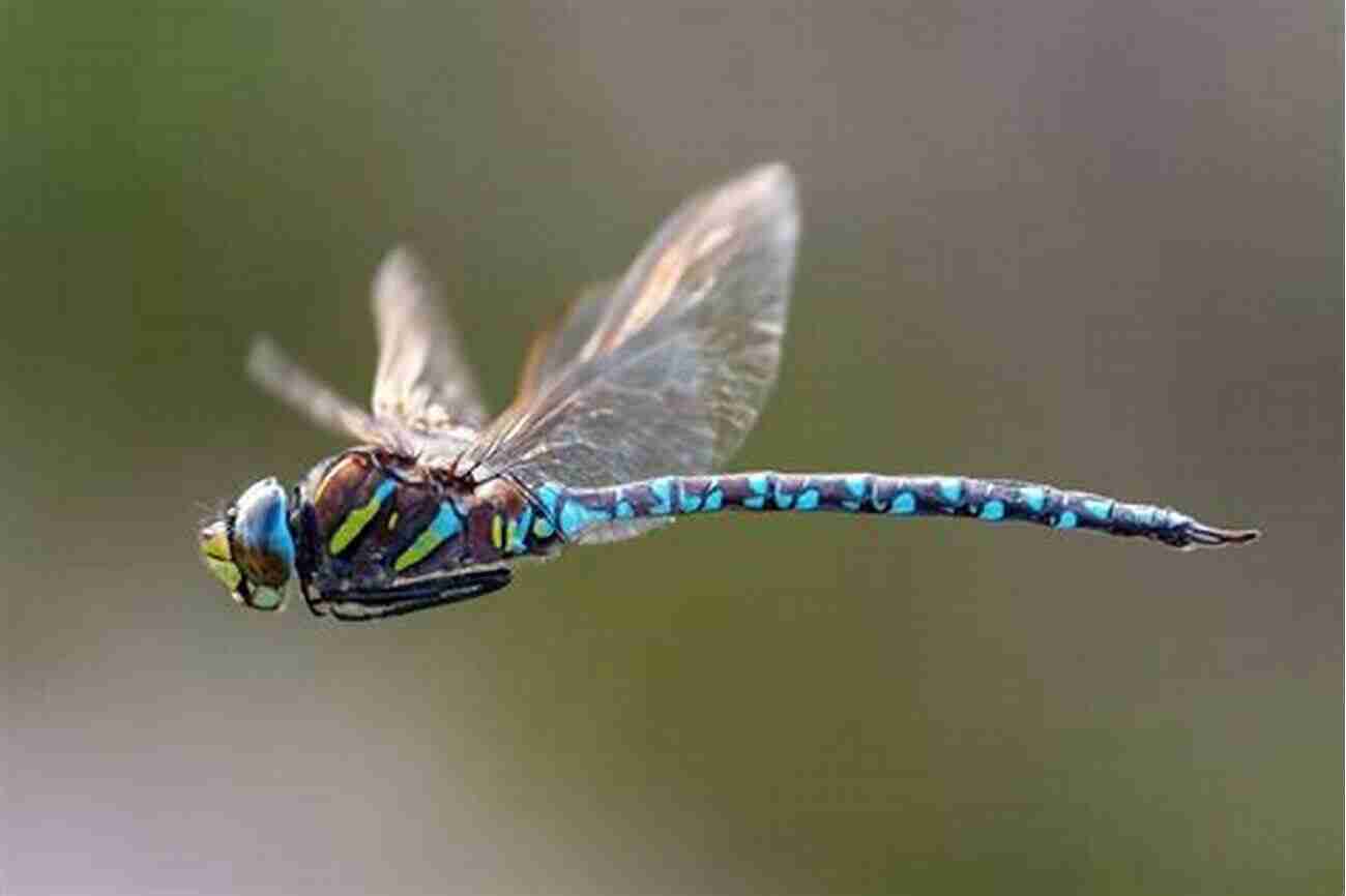 Busy Little Dragonfly Flying Around A Colorful Garden Busy Little Dragonfly Sean Taylor