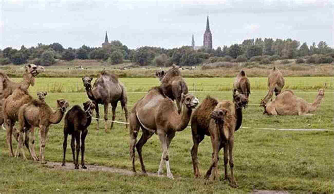 Camel In Holland Countryside How Many Camels Are There In Holland?: Dementia Ma And Me